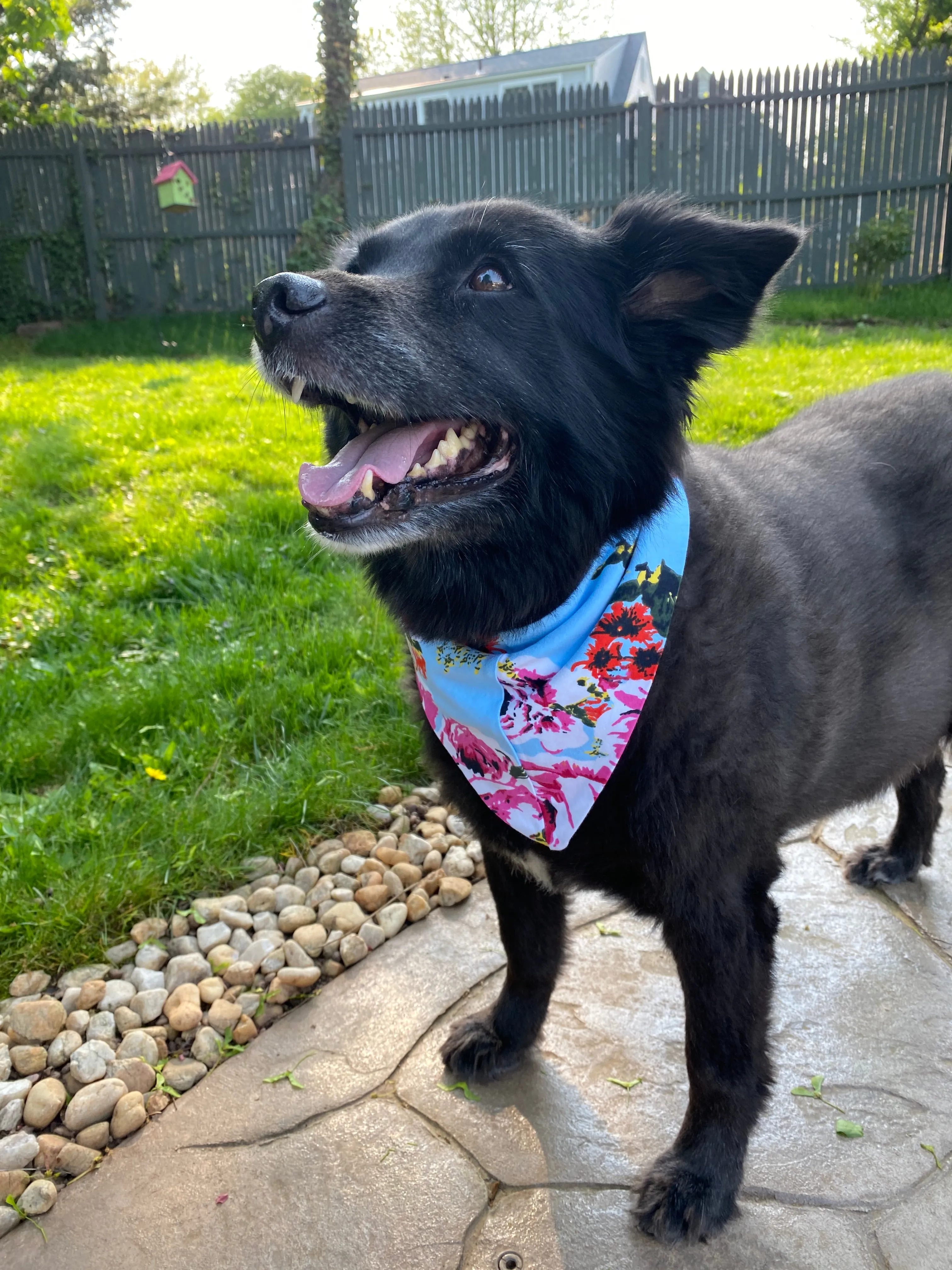 Isla Robe & Swaddle Set & Dad on Black T-Shirt & Dog Bandana