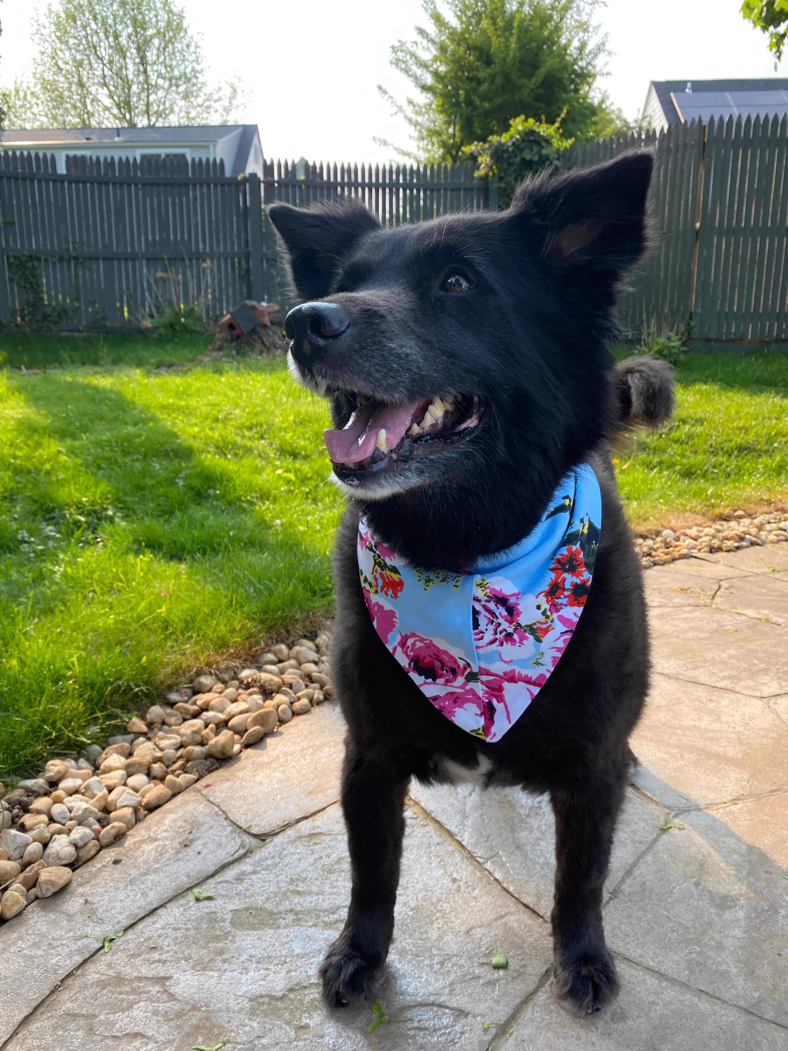 Isla Robe & Swaddle Set & Dad on Black T-Shirt & Dog Bandana