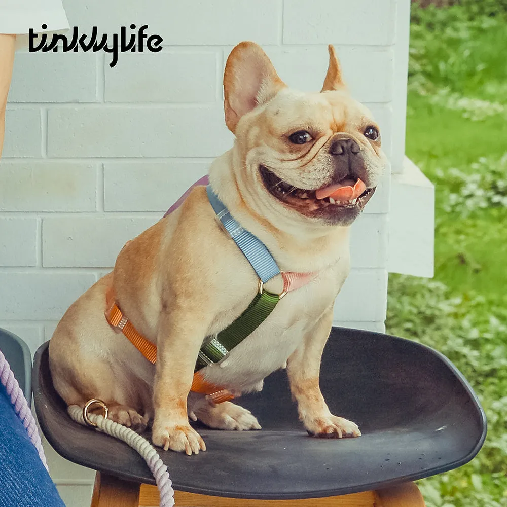 Rainbow Mini Dog Backpack Kit