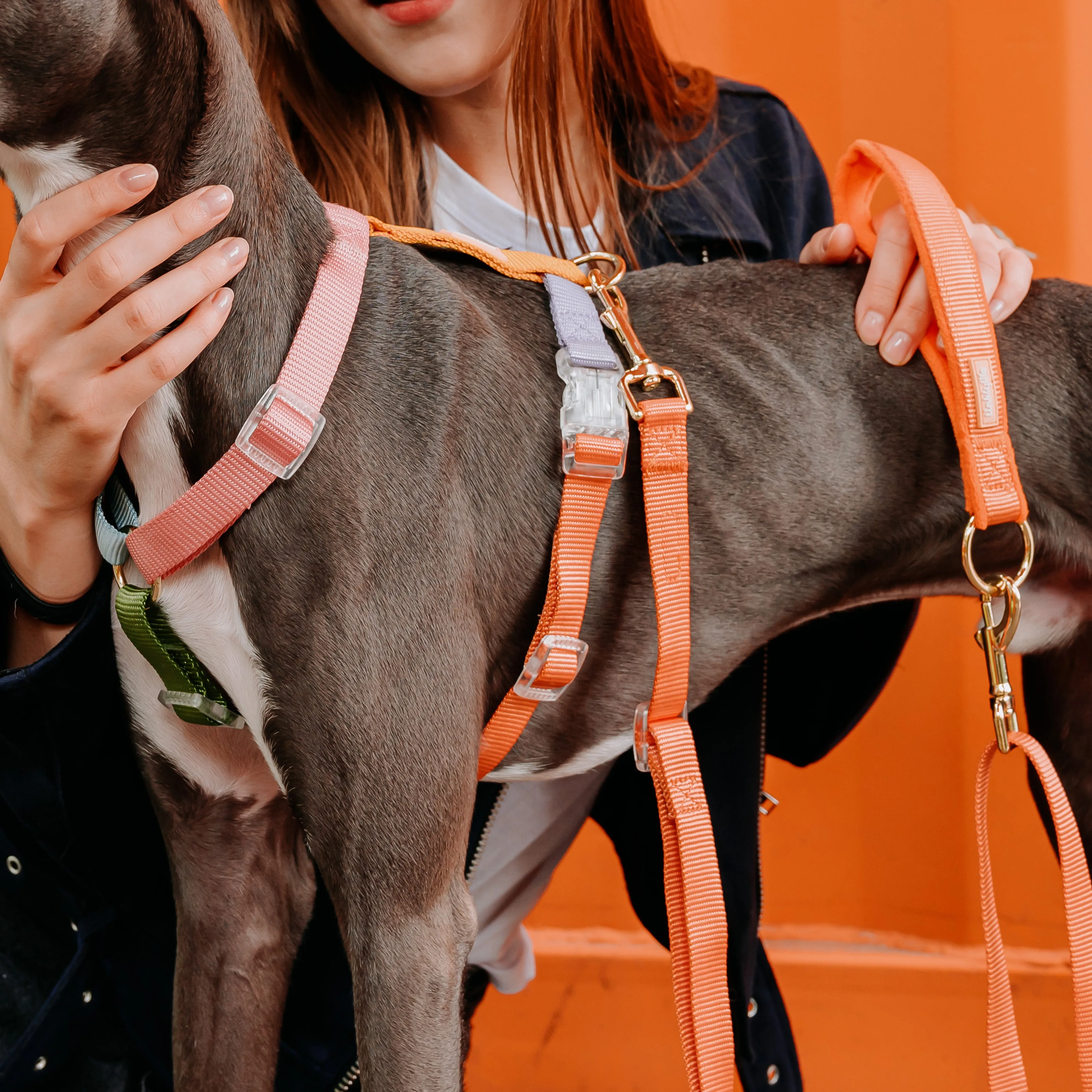 Rainbow Mini Dog Backpack Kit